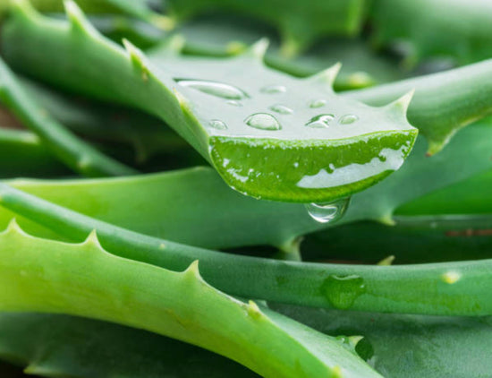 Cut aloe leaf on top of other aloe leaves.